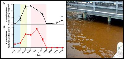 Kratosvirus quantuckense: the history and novelty of an algal bloom disrupting virus and a model for giant virus research